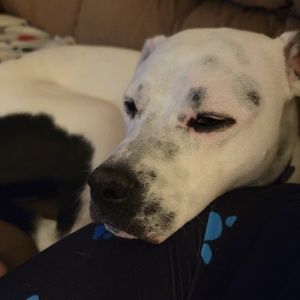 Meet your Posher, Joyce